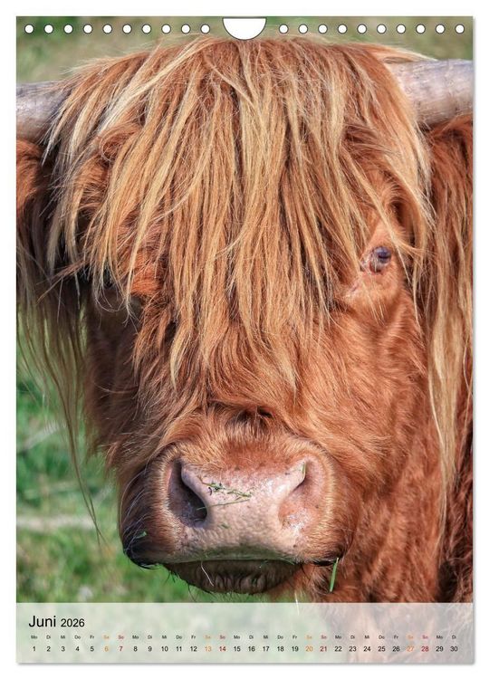 Produktbild: Tiere - K&ouml;pfe mit Charakter (Wandkalender 2026 DIN A4 hoch), CALVENDO Monatskalender