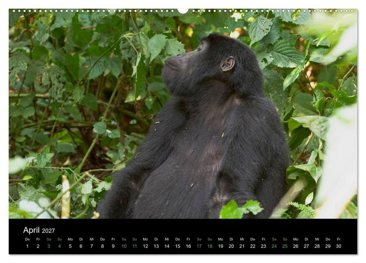 Produktbild: Ugandas friedliche Berggorillas (Wandkalender 2027 DIN A2 quer), CALVENDO Monatskalender
