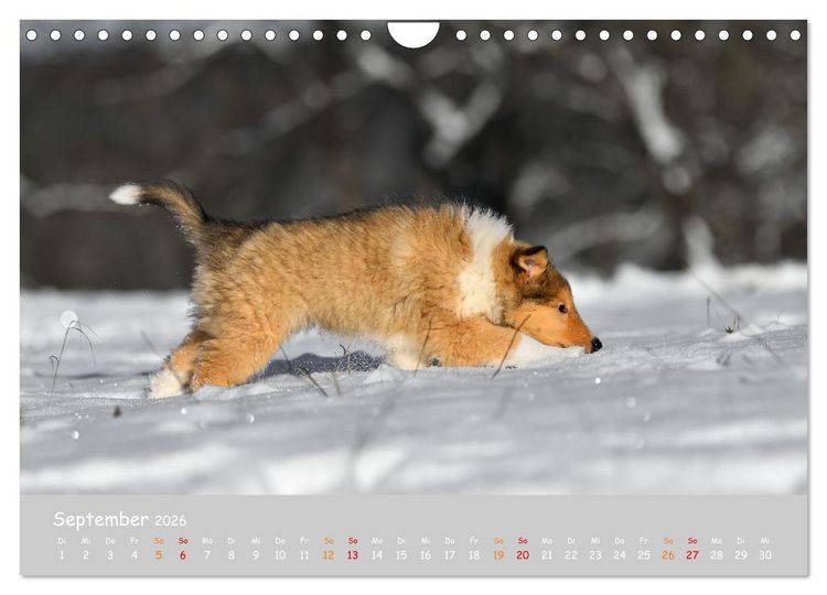 Produktbild: Collie Welpen im Schnee (Wandkalender 2026 DIN A4 quer), CALVENDO Monatskalender