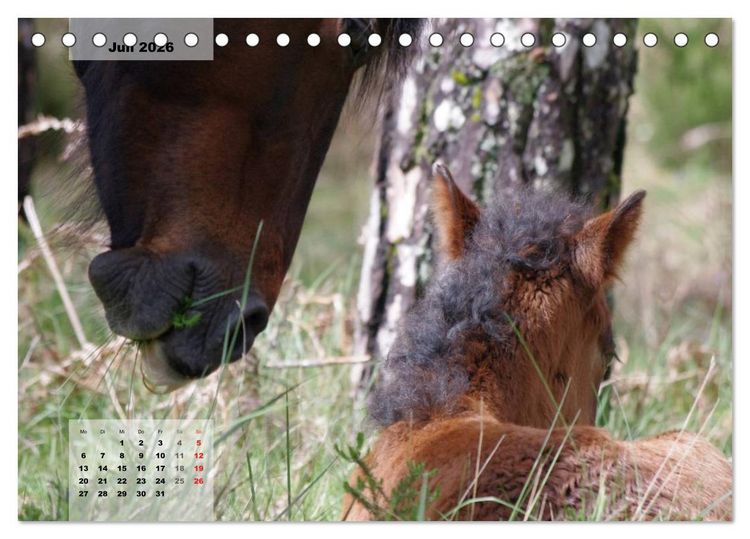 Produktbild: Nordportugal - Heimat der letzten wilden Pferde (Tischkalender 2026 DIN A5 quer), CALVENDO Monatskalender