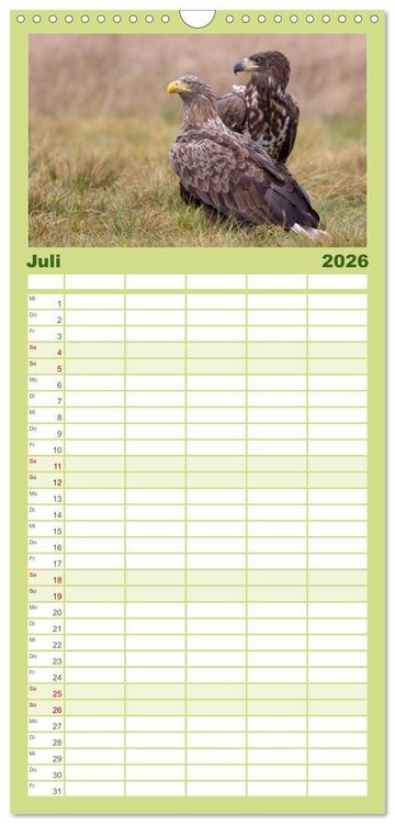 Produktbild: Familienplaner 2026 - Seeadler in Polen mit 5 Spalten (Wandkalender, 21 x 45 cm) CALVENDO