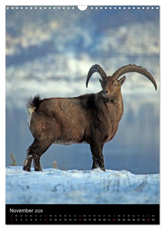 Produktbild: Wildlife 2026 (Wandkalender 2026 DIN A3 hoch), CALVENDO Monatskalender