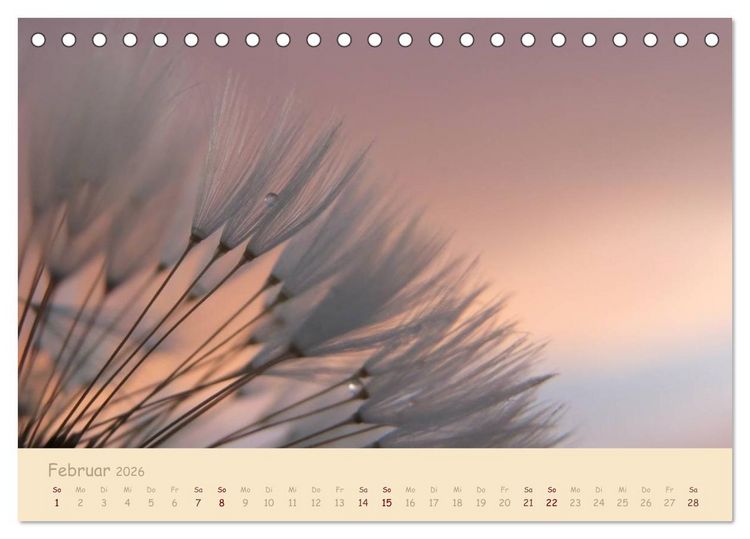 Produktbild: Unscheinbare Sch&ouml;nheit - Pusteblume (Tischkalender 2026 DIN A5 quer), CALVENDO Monatskalender