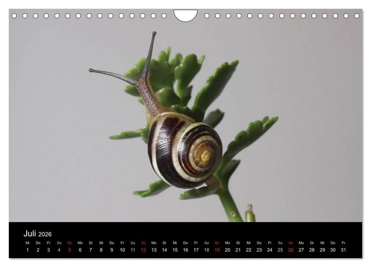 Produktbild: Lautlose Begleiter - Schnecken (Wandkalender 2026 DIN A4 quer), CALVENDO Monatskalender