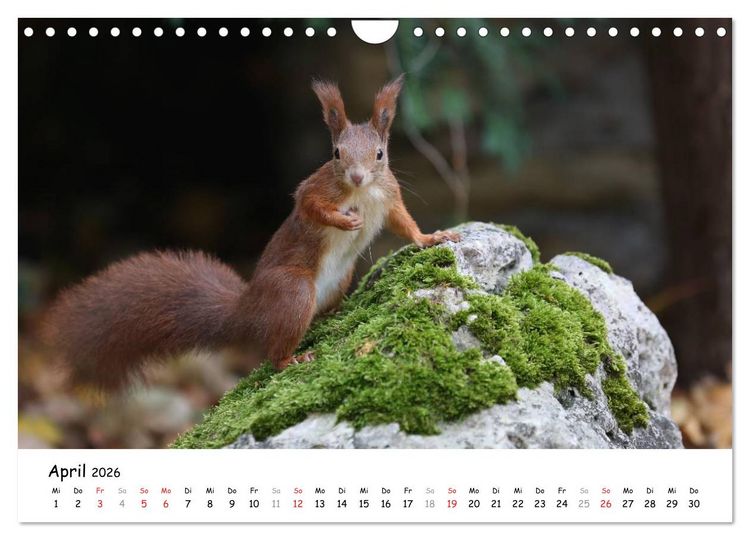 Produktbild: Unsere Eichh&ouml;rnchen in Bayern (Wandkalender 2026 DIN A4 quer), CALVENDO Monatskalender