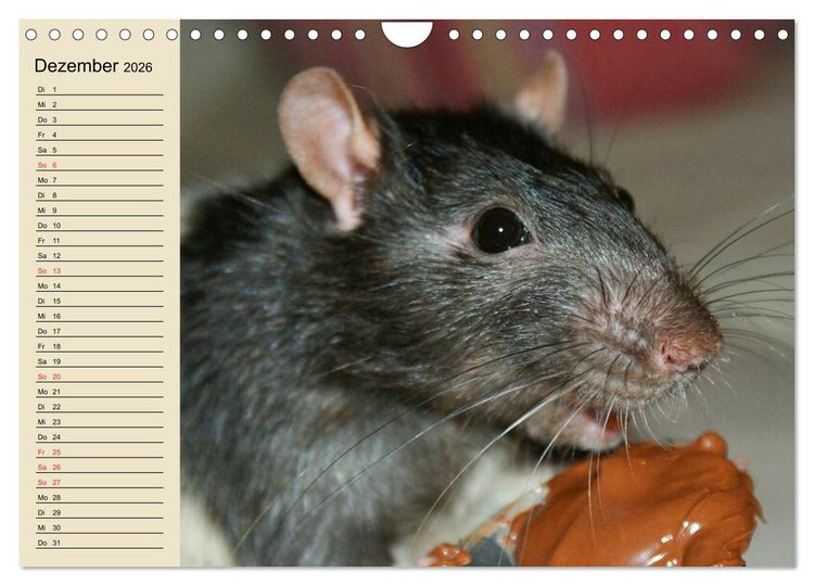 Produktbild: Ratten. Gelehrige Haustiere (Wandkalender 2026 DIN A4 quer), CALVENDO Monatskalender