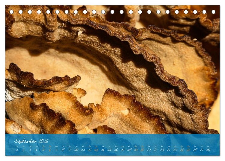 Produktbild: Natur abstrakt Farben und Strukturen (Tischkalender 2026 DIN A5 quer), CALVENDO Monatskalender