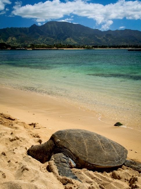Produktbild: Hawaiian Green Sea Turtle - Oahu (Puzzle)