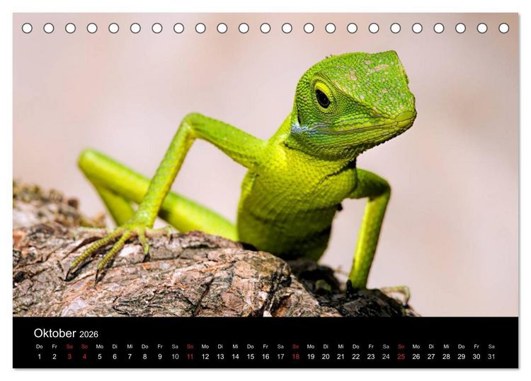 Produktbild: Philippinen - Natur und Fiesta (Tischkalender 2026 DIN A5 quer), CALVENDO Monatskalender