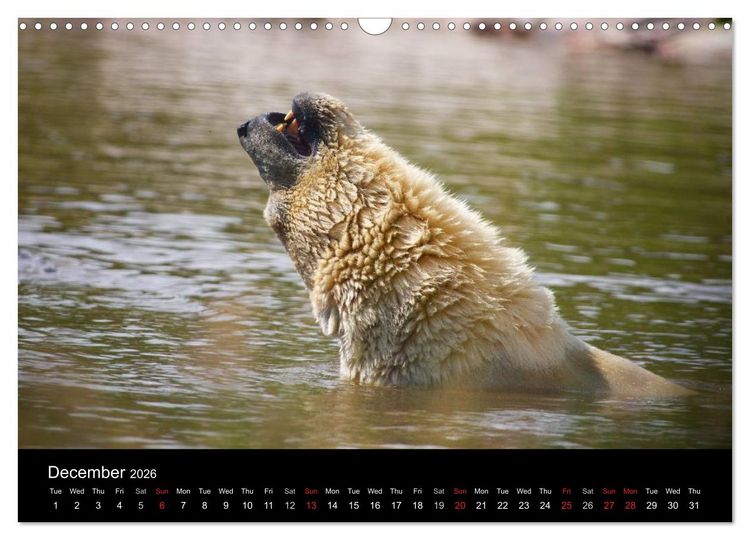 Produktbild: POLAR BEARS - ARCTIC LEGENDS (Wall Calendar 2026 DIN A3 landscape), CALVENDO 12 Month Wall Calendar