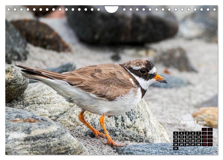 Produktbild: Die Vogelwelt der &Auml;u&szlig;eren Hebriden (Wandkalender 2026 DIN A4 quer), CALVENDO Monatskalender