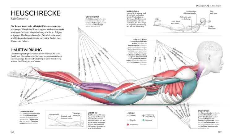 Yoga verstehen - Die Anatomie der Yoga-Haltungen