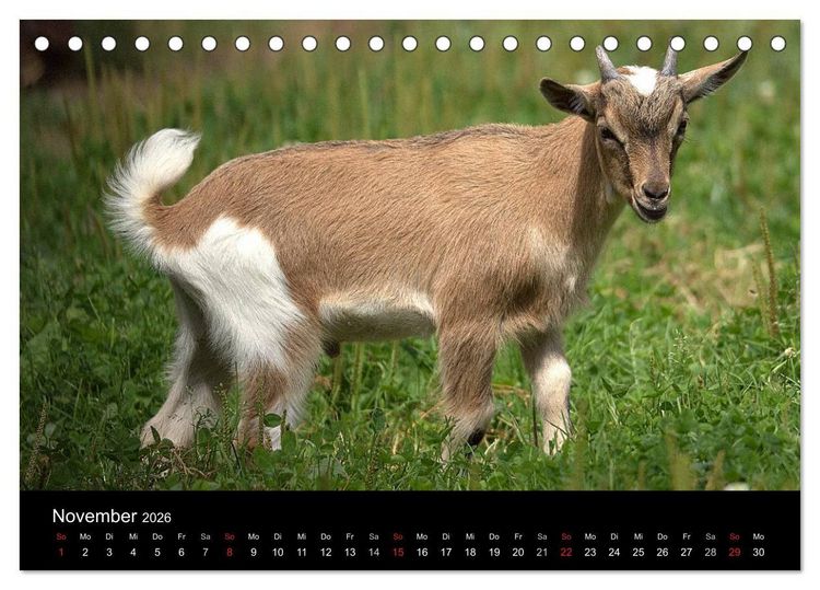 Produktbild: Zwergziegen (Tischkalender 2026 DIN A5 quer), CALVENDO Monatskalender