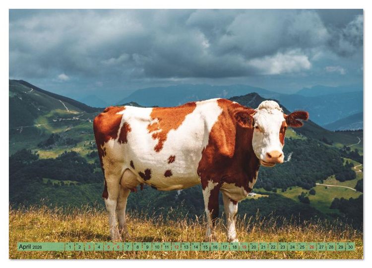 Produktbild: Voll kuhl - der Kuhkalender mit K&uuml;hen aus dem Allg&auml;u (hochwertiger Premium Wandkalender 2026 DIN A2 quer), Kunstdruck in Hochglanz