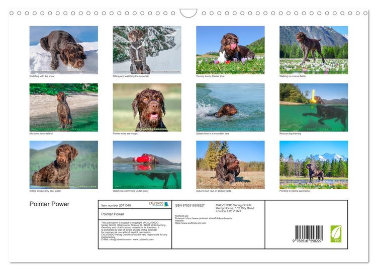 Produktbild: Pointer Power (Wall Calendar 2026 DIN A3 landscape), CALVENDO 12 Month Wall Calendar