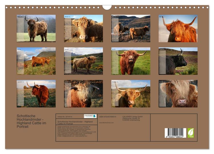 Produktbild: Schottische Hochlandrinder - Highland Cattle im Portrait (Wandkalender 2026 DIN A3 quer), CALVENDO Monatskalender