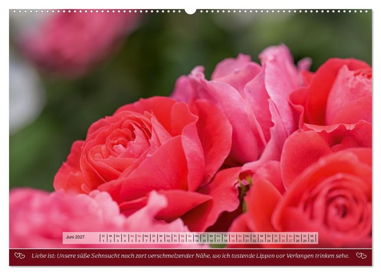 Produktbild: Rosen, Liebe ist (Wandkalender 2027 DIN A2 quer), CALVENDO Monatskalender
