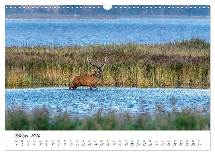 Produktbild: Mein Fischland! Unterwegs auf dem Dar&szlig; (Wandkalender 2026 DIN A3 quer), CALVENDO Monatskalender