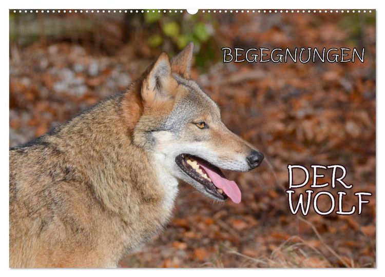 Produktbild: Begegnungen DER WOLF (Wandkalender 2026 DIN A2 quer), CALVENDO Monatskalender