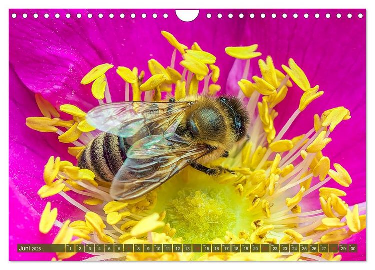 Produktbild: INSEKTEN - Makrofotografie in freier Natur (Wandkalender 2026 DIN A4 quer), CALVENDO Monatskalender