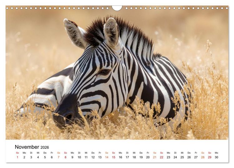 Produktbild: Zebras - Streifz&uuml;ge durch die Steppe (Wandkalender 2026 DIN A3 quer), CALVENDO Monatskalender