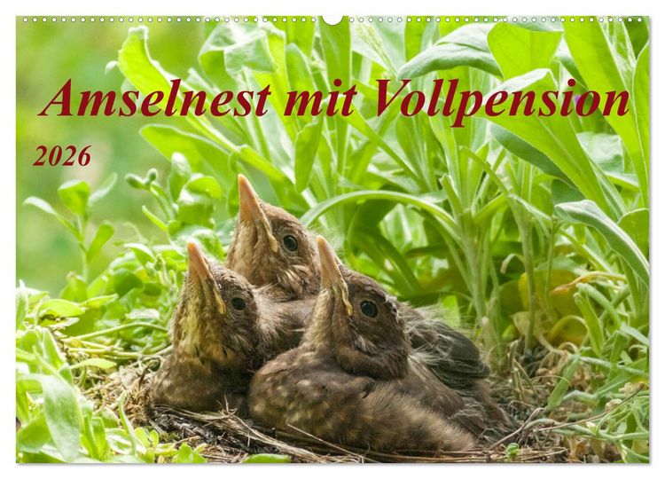 Produktbild: Amselnest mit Vollpension (Wandkalender 2026 DIN A2 quer), CALVENDO Monatskalender