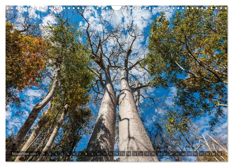 Produktbild: Zauberwald Ifaty &middot; Traumhafte Baobabs in Madagaskar (Wandkalender 2026 DIN A3 quer), CALVENDO Monatskalender