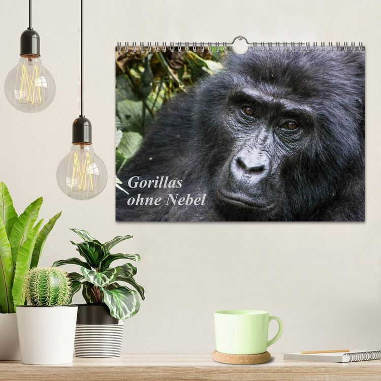 Produktbild: Gorillas ohne Nebel (Wandkalender 2026 DIN A4 quer), CALVENDO Monatskalender