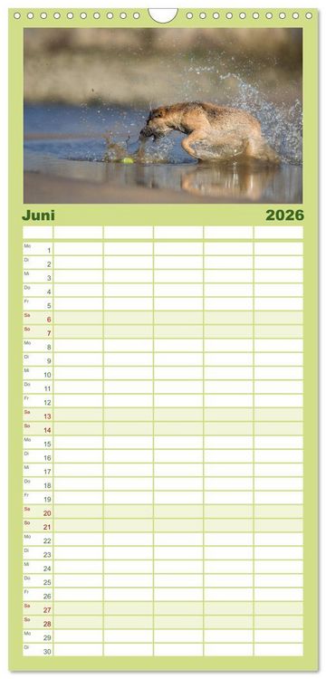 Produktbild: Familienplaner 2026 - POWERHUNDE 2026 mit 5 Spalten (Wandkalender, 21 x 45 cm) CALVENDO