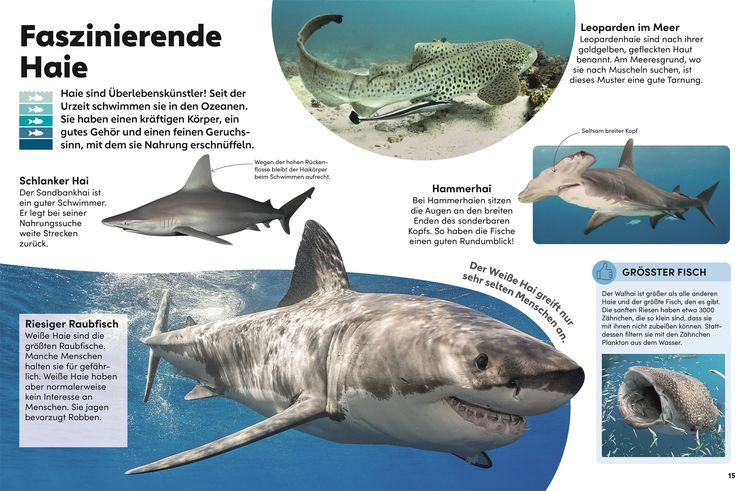 Produktbild: Memo Wissen Kids. Das Meer