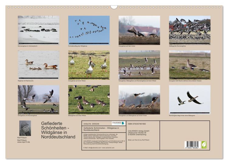 Produktbild: Gefiederte Sch&ouml;nheiten - Wildg&auml;nse in Norddeutschland (Wandkalender 2026 DIN A2 quer), CALVENDO Monatskalender