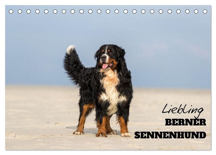 Produktbild: Liebling BERNER SENNENHUND (Tischkalender 2026 DIN A5 quer), CALVENDO Monatskalender