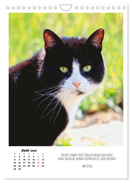 Produktbild: Stubentiger im Portrait (Wandkalender 2026 DIN A4 hoch), CALVENDO Monatskalender