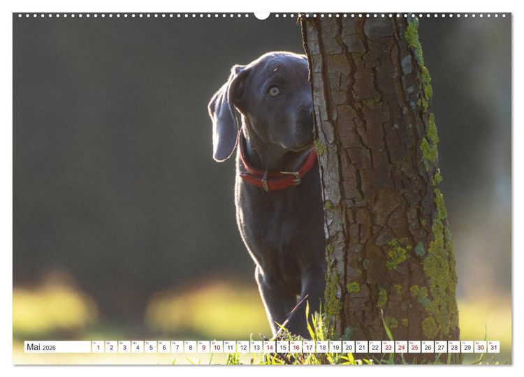Produktbild: Weimaraner-Labrador (hochwertiger Premium Wandkalender 2026 DIN A2 quer), Kunstdruck in Hochglanz