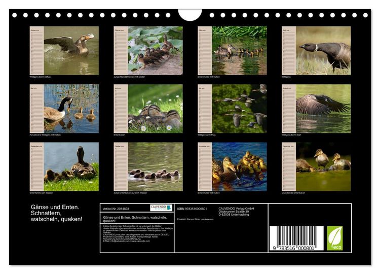 Produktbild: G&auml;nse und Enten. Schnattern, watscheln, quaken! (Wandkalender 2026 DIN A4 quer), CALVENDO Monatskalender
