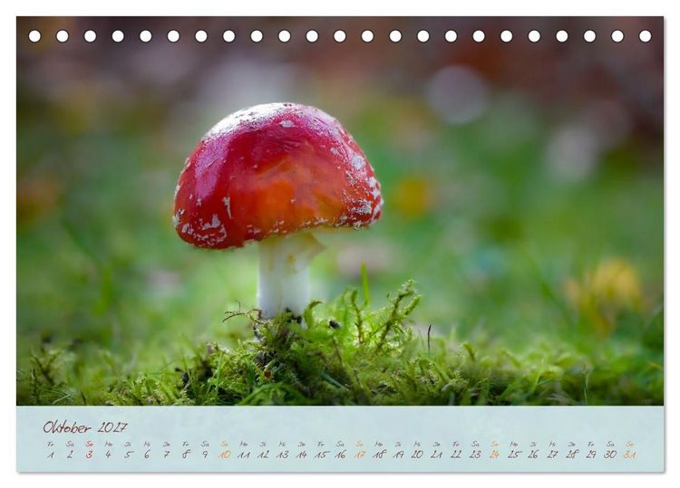 Produktbild: Sch&ouml;nheiten des Waldes (Tischkalender 2027 DIN A5 quer), CALVENDO Monatskalender