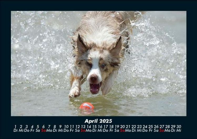 Produktbild: Haustierkalender 2025 Fotokalender DIN A5