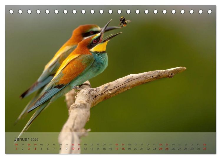 Produktbild: Fantastische Vogelwelt Slowenien (Tischkalender 2026 DIN A5 quer), CALVENDO Monatskalender