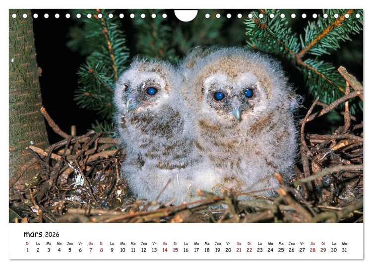 Produktbild: La vie des chouettes, les dames de la nuit (Calendrier mural 2026 DIN A4 vertical), CALVENDO calendrier mensuel