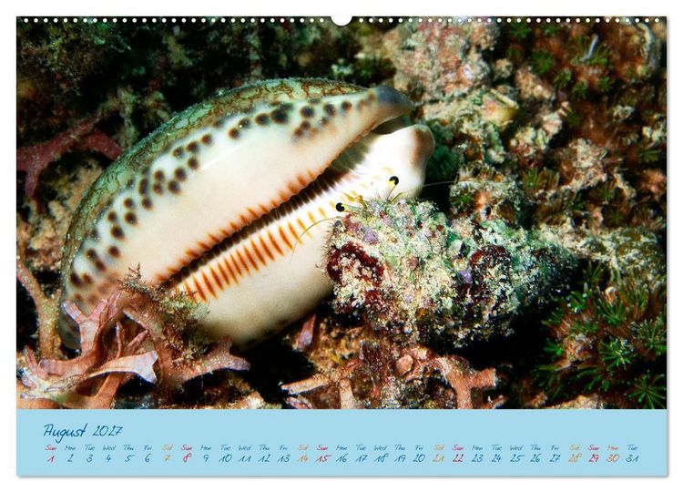 Produktbild: Sea Slugs - Little Wonders - Pure Beauties (Wall Calendar 2027 DIN A2 landscape), CALVENDO 12 Month Wall Calendar