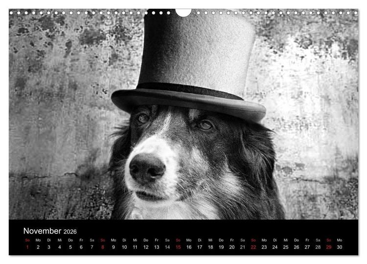 Produktbild: H&uuml;tehunde (Wandkalender 2026 DIN A3 quer), CALVENDO Monatskalender