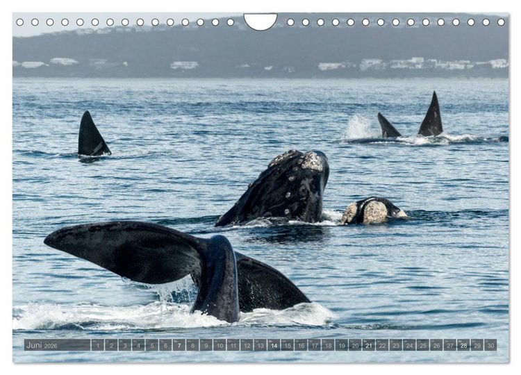 Produktbild: S&uuml;dafrika - Die Tierwelt (Wandkalender 2026 DIN A4 quer), CALVENDO Monatskalender