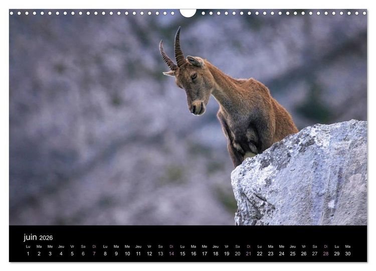 Produktbild: Bouquetins des Alpes (Calendrier mural 2026 DIN A3 vertical), CALVENDO calendrier mensuel