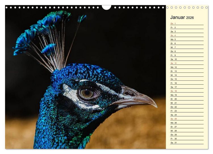 Produktbild: Pfaue. Pr&auml;chtig und schillernd (Wandkalender 2026 DIN A3 quer), CALVENDO Monatskalender