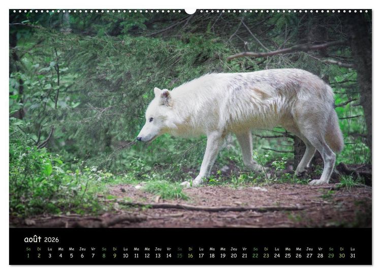 Produktbild: J'ai vu le loup (Calendrier mural 2026 DIN A2 vertical) calendrier de bureau