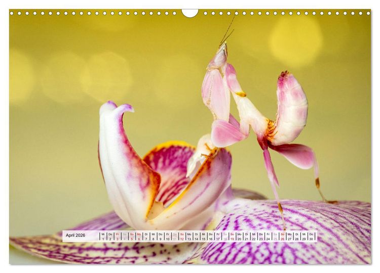 Produktbild: Die Orchideen Gottesanbeterin (Wandkalender 2026 DIN A3 quer), CALVENDO Monatskalender
