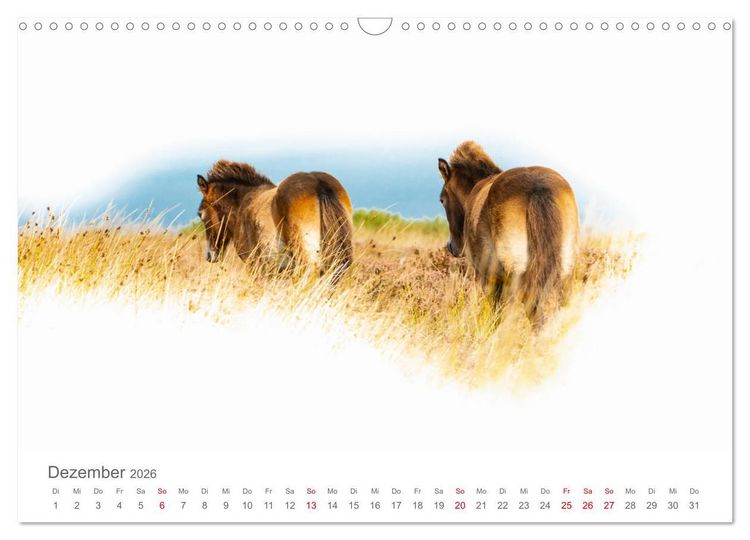 Produktbild: Exmoor Ponnys - Die letzten Ihrer Art (Wandkalender 2026 DIN A3 quer), CALVENDO Monatskalender