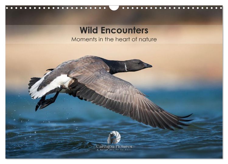 Produktbild: Wild encounters &ndash; Moments in the heart of nature (Wall Calendar 2026 DIN A3 landscape), CALVENDO 12 Month Wall Calendar