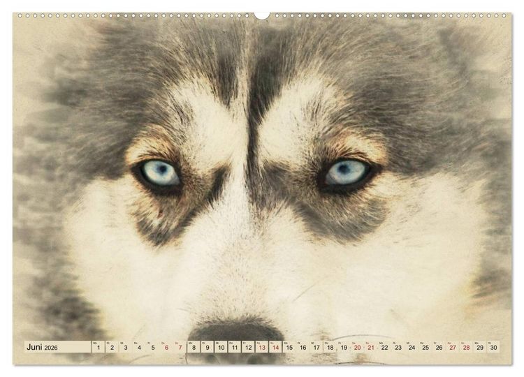 Produktbild: Schlittenhunde 2026 (Wandkalender 2026 DIN A2 quer), CALVENDO Monatskalender