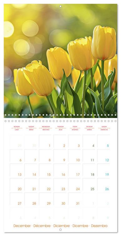 Produktbild: Tulips - Harbingers of Spring (Wall Calendar 2027 12 &times; 12 Inch) CALVENDO 12 Month Wall Calendar